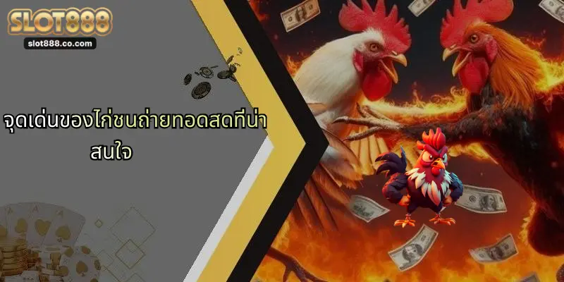 ไก่ชนถ่ายทอดสด: ประสบการณ์ใหม่แห่งการเดิมพันผ่าน SLOT888 1 จุดเด่นของไก่ชนถ่ายทอดสดที่น่าสนใจ