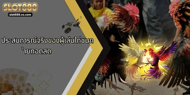 ไก่ชนถ่ายทอดสด: ประสบการณ์ใหม่แห่งการเดิมพันผ่าน SLOT888 4 ประสบการณ์จริงของผู้เล่นไก่ชนถ่ายทอดสด