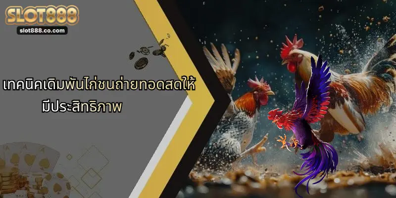 ไก่ชนถ่ายทอดสด: ประสบการณ์ใหม่แห่งการเดิมพันผ่าน SLOT888 3 เทคนิคเดิมพันไก่ชนถ่ายทอดสดให้มีประสิทธิภาพ