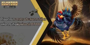 ไก่ชนถ่ายทอดสด: ประสบการณ์ใหม่แห่งการเดิมพันผ่าน SLOT888